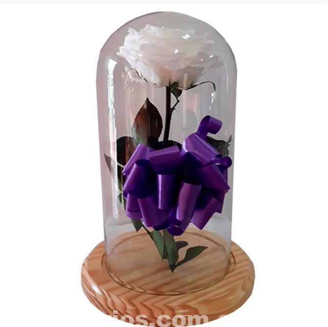 Rosa Preservada Condolencias