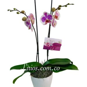 Planta Phalaenopsis - Orquídeas en Cali